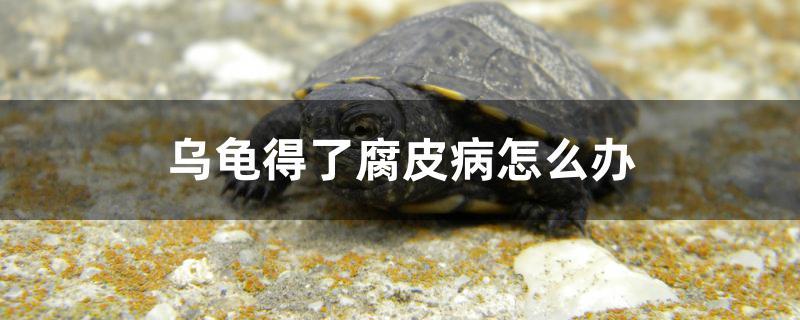 烏龜?shù)昧烁げ≡趺崔k 銀龍魚苗