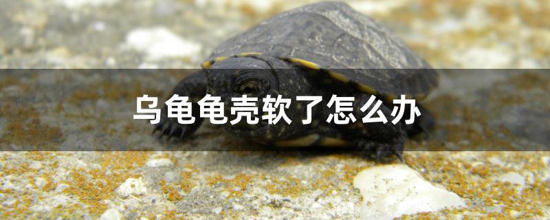 乌龟龟壳软了怎么办
