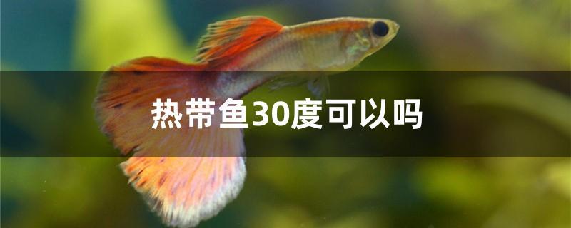 热带鱼30度可以吗 白子金龙鱼