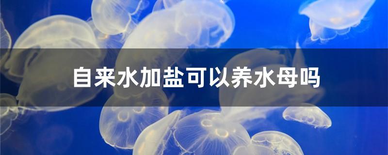 自来水加盐可以养水母吗 名贵锦鲤鱼