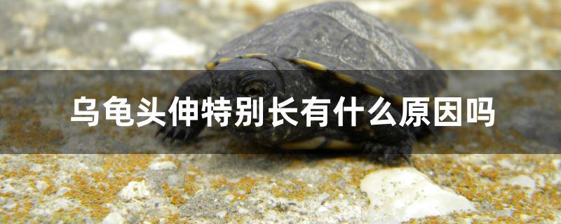 烏龜頭伸特別長有什么原因嗎 黃金河虎魚