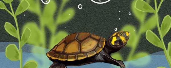 黄头侧颈龟多大几年算成年龟，能活多久