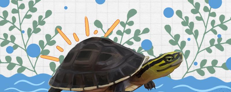 What do Amber turtles eat and how big can they grow