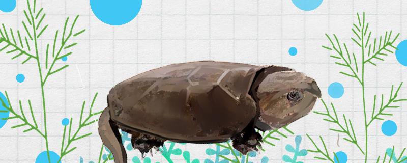鹰嘴龟有几个品种怎么鉴别雌雄 乌龟