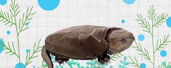 鹰嘴龟有几个品种，怎么鉴别雌雄