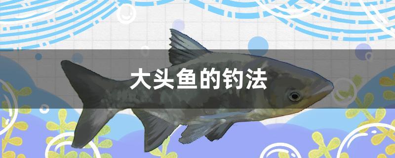 大頭魚的釣法 水族主題相關(guān)