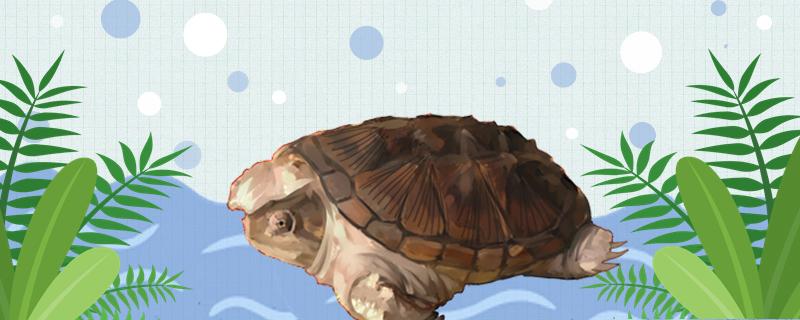 小鳄龟几年能长到最大，寿命多长