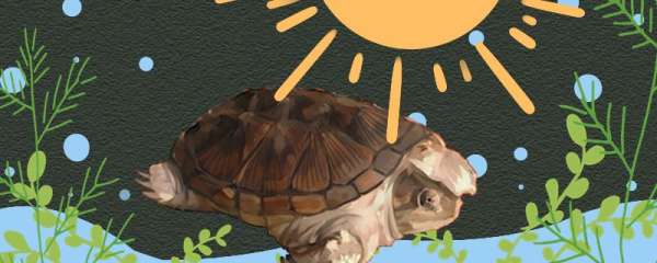 小鳄龟要晒太阳吗，需要加热棒吗
