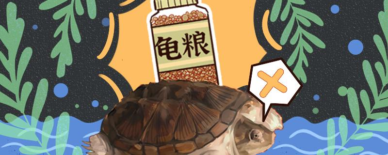 Small crocodile turtle with what jar to raise appropriate, with how big jar to raise appropriate