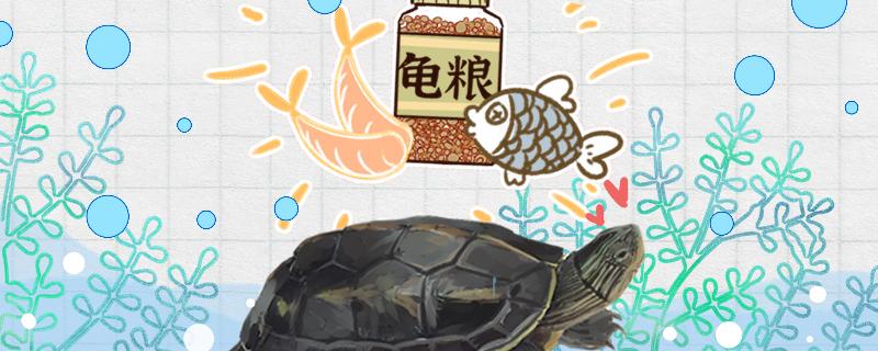 珍珠龟不吃饭是什么原因，怎么办
