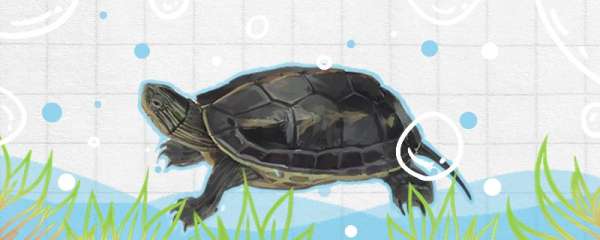 珍珠龟是不是水龟吗，怎么养