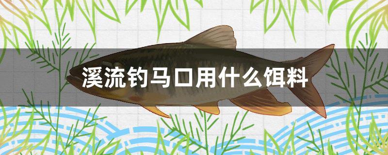 溪流钓马口用什么饵料 球鲨鱼