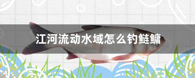 江河流动水域怎么钓鲢鳙 祥龙水族护理水