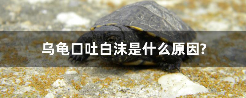 乌龟口吐白沫是什么原因？ 全国水族馆企业名录