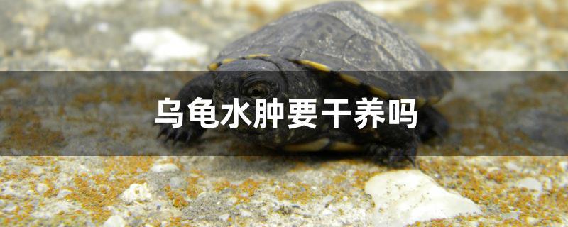 乌龟水肿要干养吗