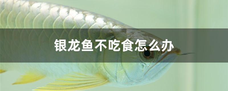 银龙鱼不吃食怎么办