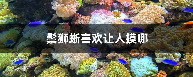 鬃獅蜥喜歡讓人摸哪 斑馬鴨嘴魚苗