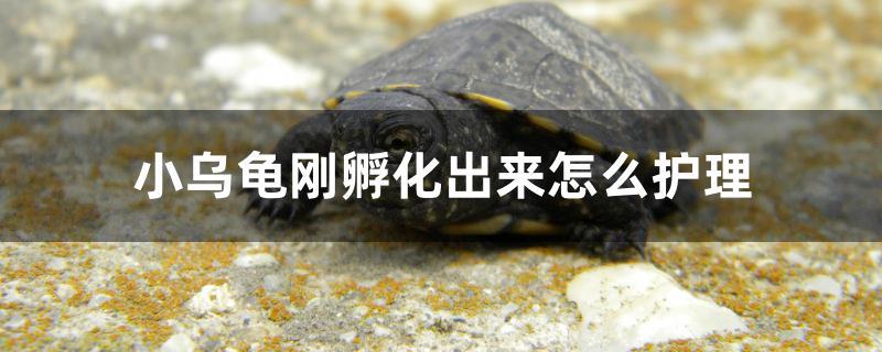 小烏龜剛孵化出來怎么護(hù)理 斑馬鴨嘴魚苗