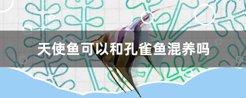 天使魚可以和孔雀魚混養(yǎng)嗎