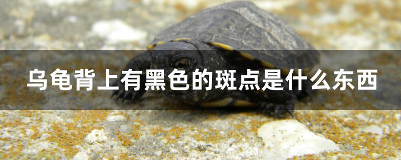 烏龜背上有黑色的斑點(diǎn)是什么東西 紅尾平克魚(yú)