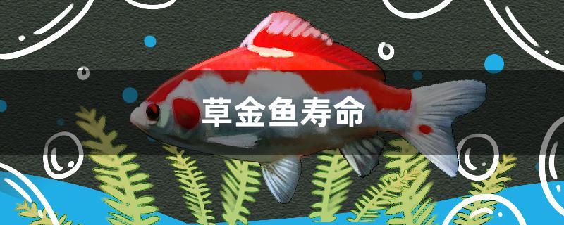草金鱼寿命图片