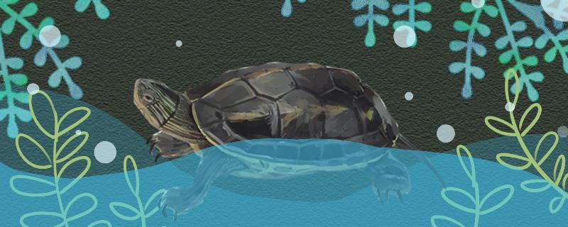 Is the pearl turtle a water turtle or a semi-water turtle, and how high the water level is appropriate