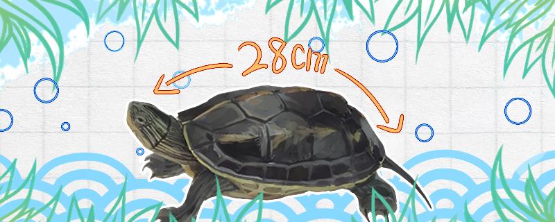 珍珠龟一年能长多大，最大能长多大