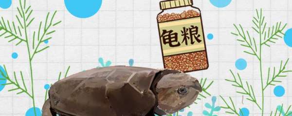 野生鹰嘴龟最喜欢吃什么，人工养殖的吃什么