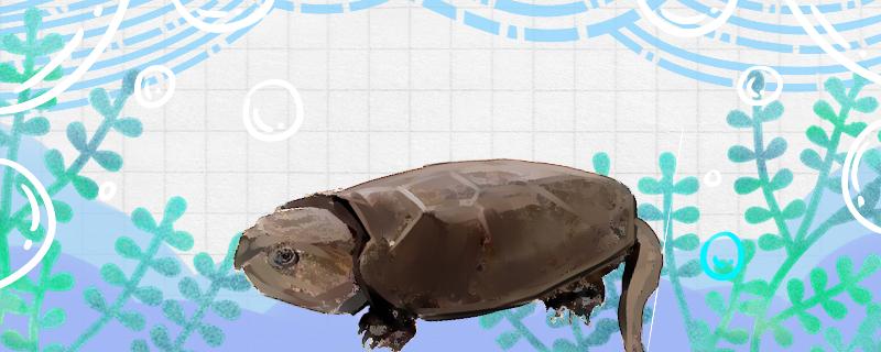 一斤重的鹰嘴龟有几年，怎么养长得大