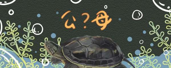 珍珠龟如何分辨公母，公母能养在一起吗