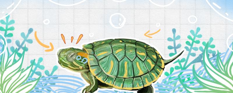 How old is the tortoise 8 to 9 cm, and what should we pay attention to when raising it
