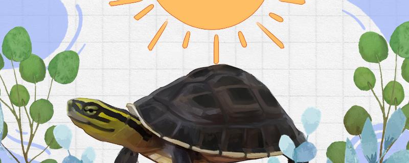 Is Amber a deep-water turtle and how to raise it