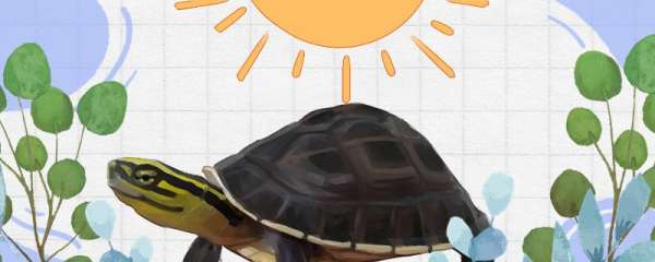 安布龟是深水龟吗，如何饲养
