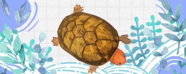 红面蛋龟凶吗，有哪些习性