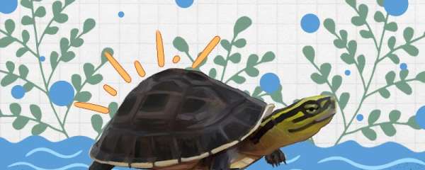 安布是水龟还是半水龟，水深多少合适