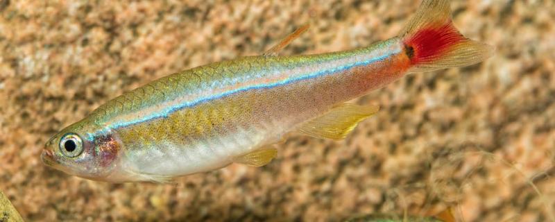 家の小さな池はどんな魚を飼うのに適しているのか、どんな魚を飼うのが