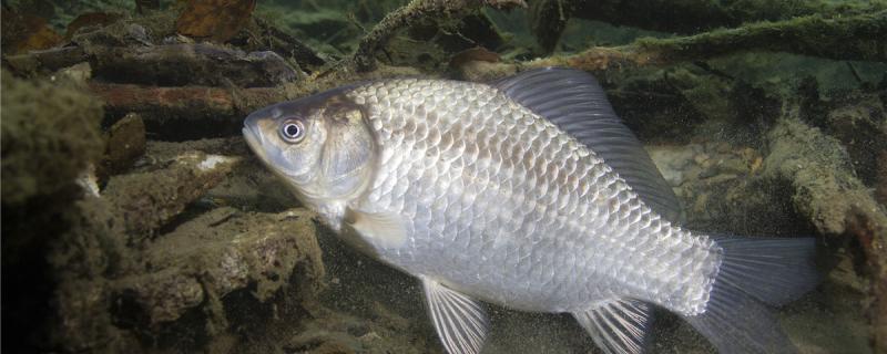 池でどんな魚を飼うのが一番飼いやすいのか、飼いやすい魚は何があるのか