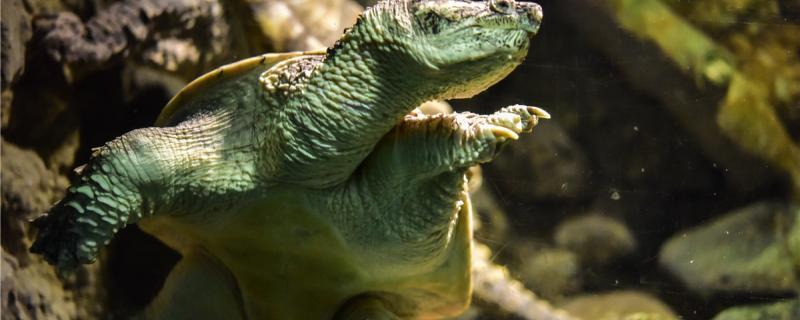 Why does the tortoise lie prone on the Stone all the time? What is the benefit of the tortoise basking in its back