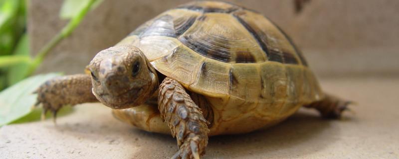 Can tortoise shit, how is tortoise diarrhea treated