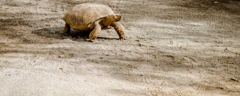 What are the signs of tortoise shelling and what should be done during the shelling period