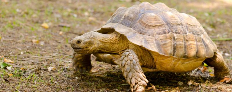 How do tortoises react when they recognize their owners and how do they interact with them