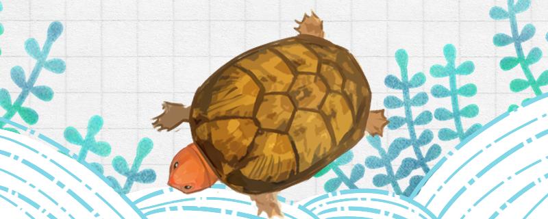 How do red-faced egg turtles spend the winter and breed