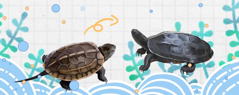 How can grass turtles be raised to ink faster and when will they start to ink