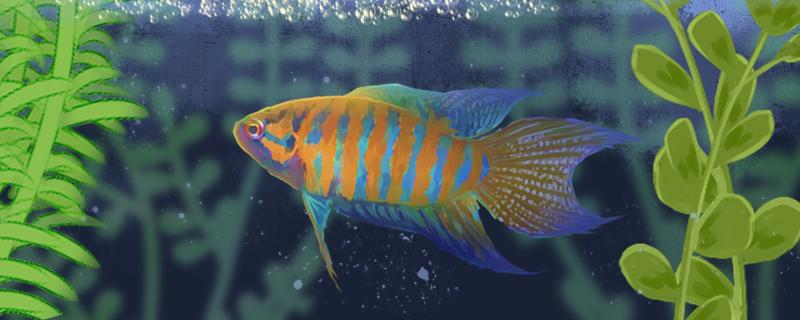 Are Chinese fighting fish afraid of cold and how to spend the winter
