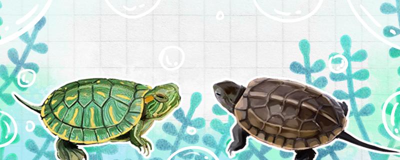 中华草龟和巴西龟的区别，能养在一起吗