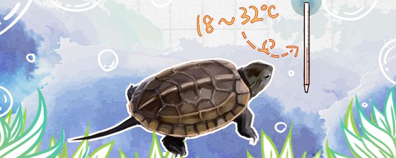 How much is the temperature of grass turtle appropriate and how high is the water level appropriate