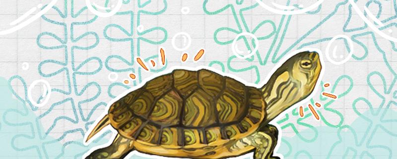 黄耳龟属于巴西龟吗，能一起养吗