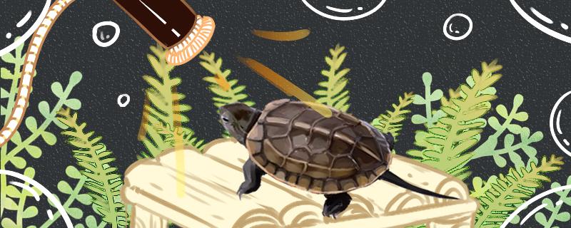 草龟能干养多长时间，干养好还是水养好