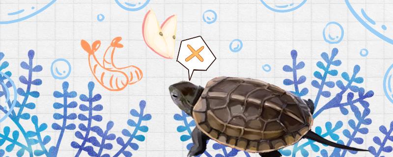 中华草龟可以深水养吗，可以干养吗