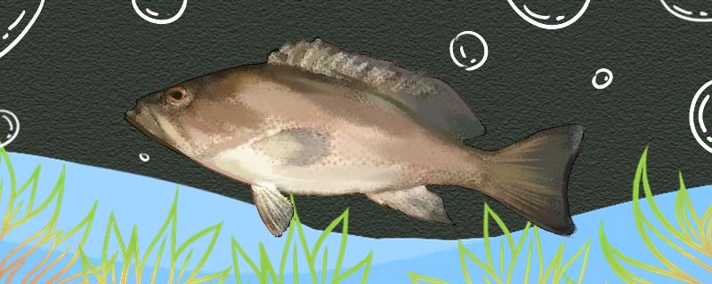 石斑鱼喜欢吃什么饵料喜欢生活在什么地方